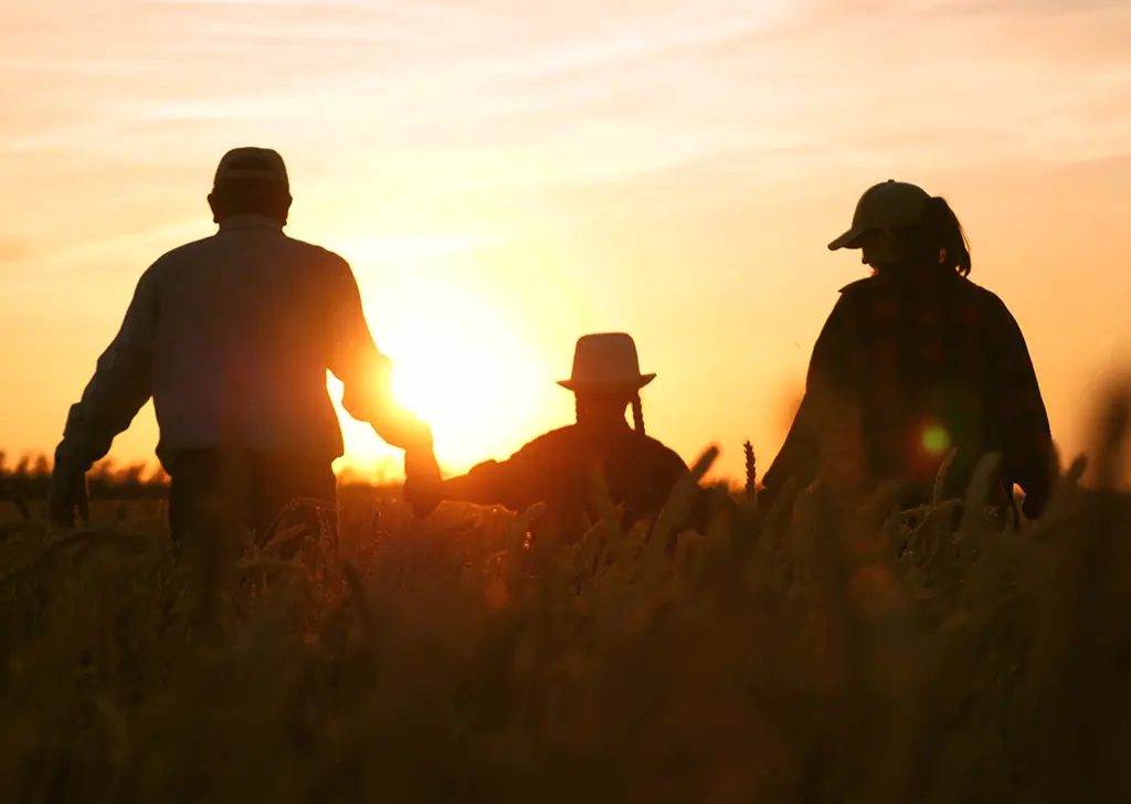 Familie im Feld sieht sich Sonnenuntergang an